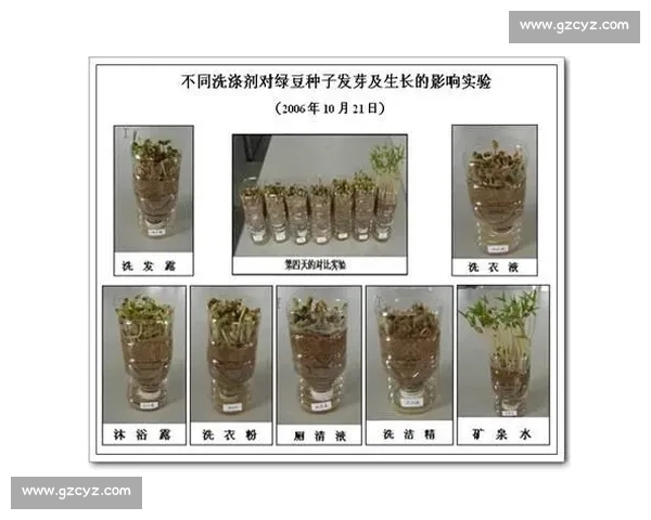 漂白剂的种类与应用解析及其对环境和健康的影响探讨